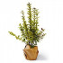 NATRON OVOJNI PAPIR 90g 88x126cm NATUR 1kg 10 POL